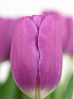 Купить тюльпаны FORTRESS оптом в Иркутске