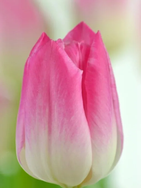 Купить тюльпаны MEMPHIS оптом в Иркутске